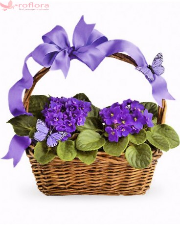 Butterfly & violet - Cos cu violete africane