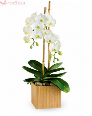 Serene Plant - Orhidee phalaenopsis alba
