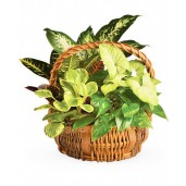 Green gift - Cos cu plante de verzi