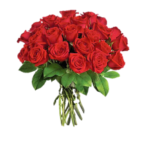Pure velvet love Deluxe - Buchet de 23 trandafiri rosii