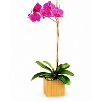 Royal Orchid - Orhidee phalaenopsis violet