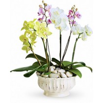 Simply Phalaenopsis - Orhidee phalaenopsis galbene, albe si violet