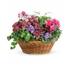 Colorful Plant - Cos cu violeta africana, cyclamen, primula si kalanchoe roz