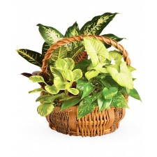 Green gift - Cos cu plante de verzi