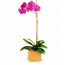 Royal Orchid - Orhidee phalaenopsis violet