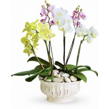Simply Phalaenopsis - Orhidee phalaenopsis galbene, albe si violet