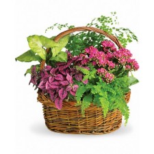 Stylish Plant - Cos cu plante verzi, kalanchoe si hypoester roz